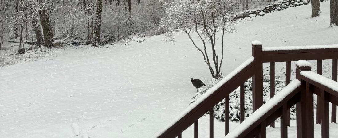 Everyone Loves Snow Days (well, almost)