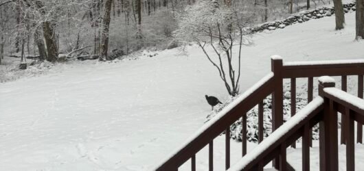 Everyone Loves Snow Days (well, almost)